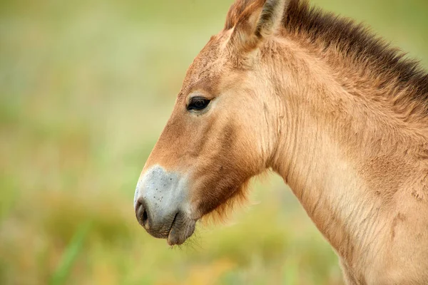 Przewalski paarden in het natuurpark Altyn Emel in Kazachstan — Stockfoto