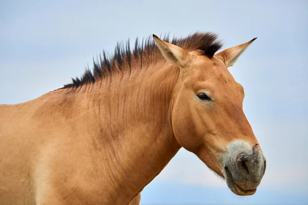 Przewalski atları altun Emel Milli Parkı içinde Kazakistan'ın — Stok fotoğraf