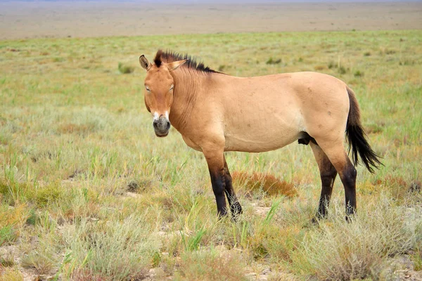 Przewalski-ló a Altyn Emel nemzeti parkban, Kazahsztán — Stock Fotó