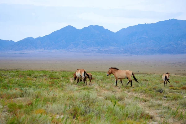 Przewalski atları altun Emel Milli Parkı içinde Kazakistan'ın