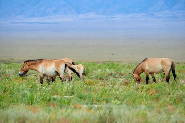Przewalski atları altun Emel Milli Parkı içinde Kazakistan'ın