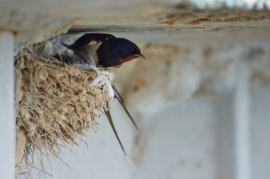 Kırlangıçlar Nest