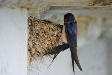 Kırlangıçlar Nest