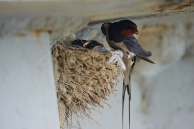 Kırlangıçlar Nest