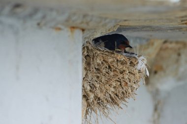 Nest of swallows clipart