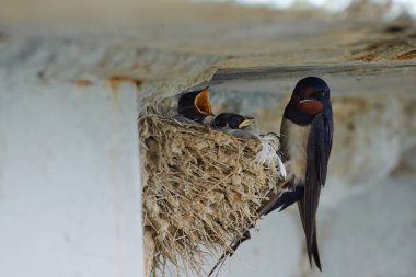 Kırlangıçlar Nest