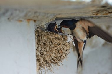 Kırlangıçlar Nest