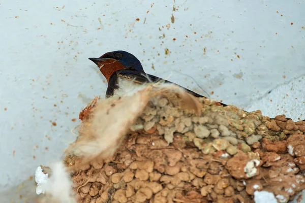 Nest van zwaluwen — Stockfoto