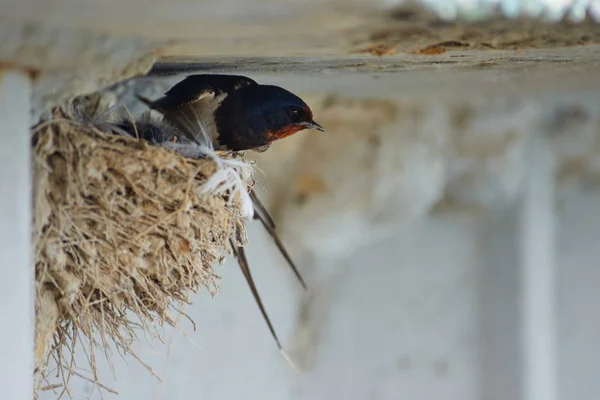 Nest van zwaluwen — Stockfoto