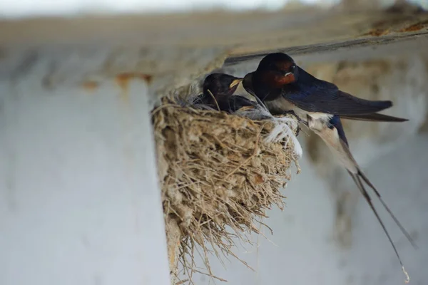 Nest van zwaluwen — Stockfoto