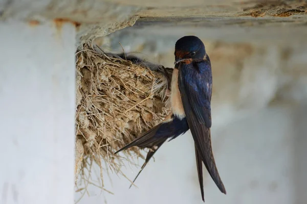 Kırlangıçlar Nest