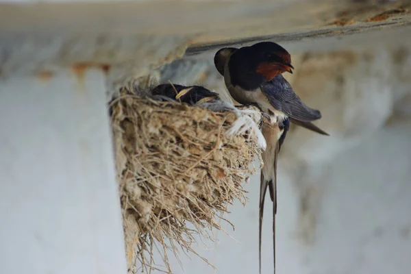 Kırlangıçlar Nest
