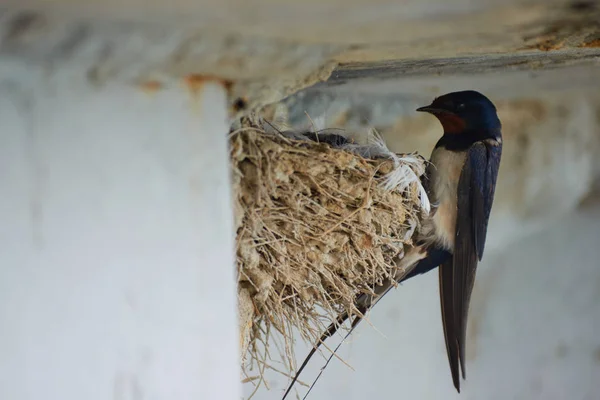 Kırlangıçlar Nest — Stok fotoğraf