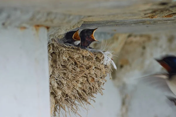 Nest van zwaluwen — Stockfoto