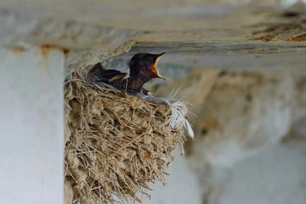 Nest van zwaluwen — Stockfoto