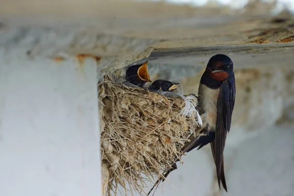 Kırlangıçlar Nest
