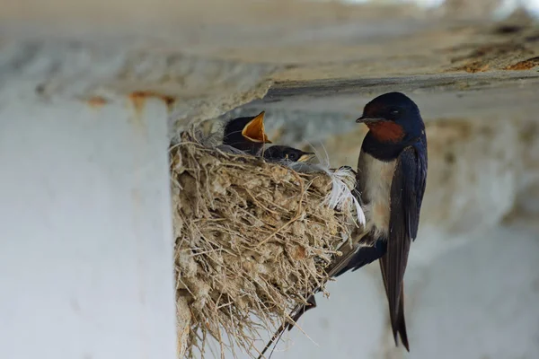 Kırlangıçlar Nest — Stok fotoğraf