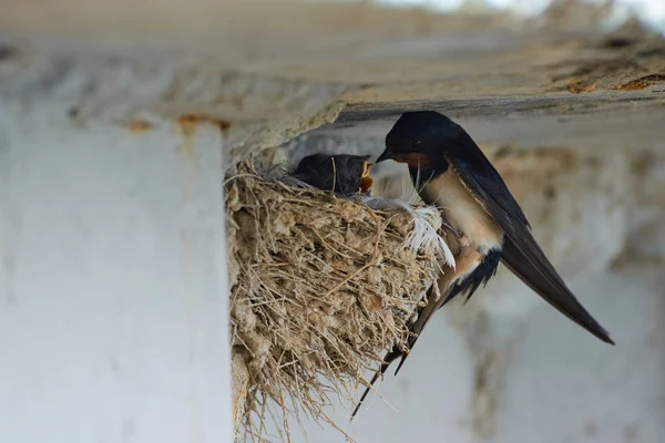 Nest of swallows — Stock Photo, Image