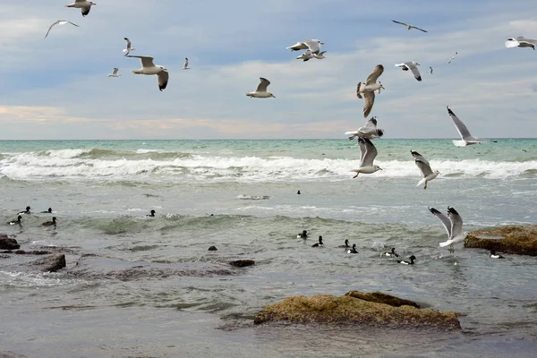 Aves do mar — Fotografia de Stock