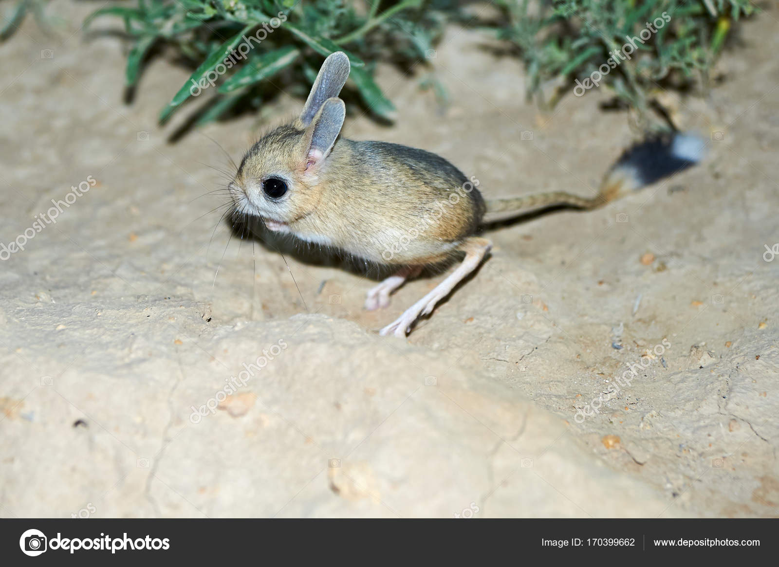 Gerboise Images Libres De Droit Photos De Gerboise Depositphotos Gerboise Images Libres De Droit Photos De Gerboise Depositphotos