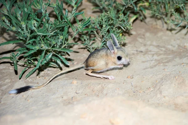 Jerboa / Jaculus. Os jerboa são um animal de estepe e levam uma vida noturna — Fotografia de Stock