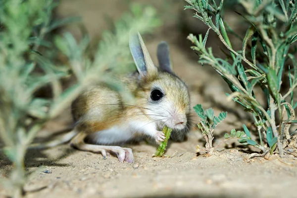 Είδος μικρού ποντικού / Jaculus. Το είδος μικρού ποντικού είναι ένα ζώο στέπα και οδηγούν μια νυκτερινή ζωή — Φωτογραφία Αρχείου