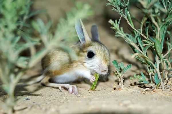 Jerboa / Jaculus. Los jerboa son un animal estepa y llevan una vida nocturna —  Fotos de Stock