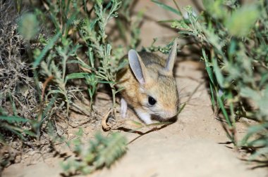 Araptavşanı / Jaculus. Araptavşanı bozkır hayvan vardır ve bir gece hayatı