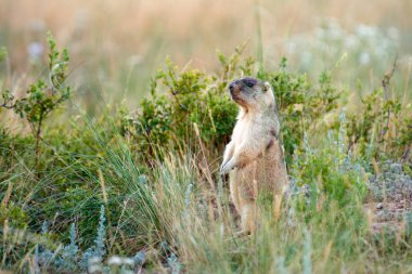 Bozkır Dağ sıçanı (Marmota bobak).
