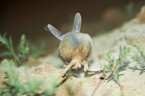 Jerboa / Jaculus. Os jerboa são um animal de estepe e levam uma vida noturna — Fotografia de Stock