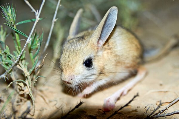 Jerboa / Jaculus. The jerboa are a steppe animal and lead a nocturnal life