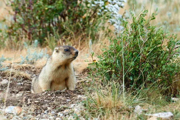 Stepowy Świstak (Marmota bobak). — Zdjęcie stockowe