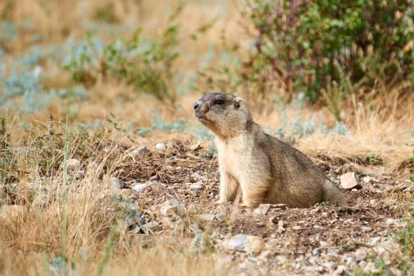 Marmot langkah (Marmota bobak ). — Stok Foto