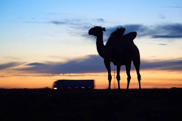 Σιλουέτα καμήλας — Φωτογραφία Αρχείου