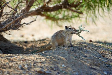 Büyük fare (Rhombomys opimus). 