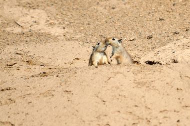 Büyük fare (Rhombomys opimus). 
