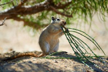 Büyük fare (Rhombomys opimus). 