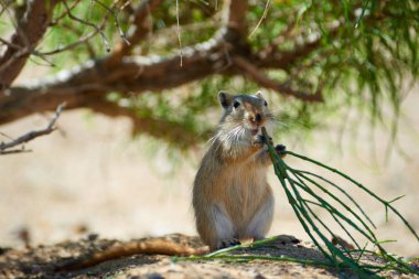 Büyük fare (Rhombomys opimus). 