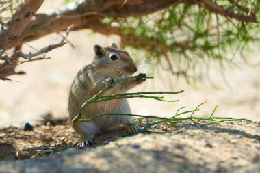 Büyük fare (Rhombomys opimus). 