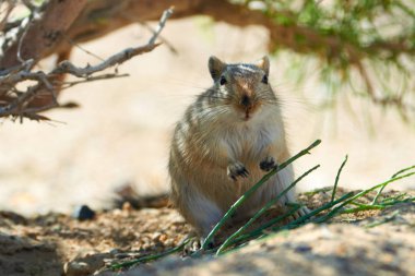 Büyük fare (Rhombomys opimus). 