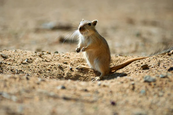 O grande gerbil (Rhombomys opimus ). — Fotografia de Stock