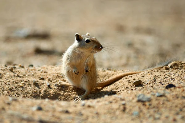 Pieszczanka Wielka (Rhombomys opimus). — Zdjęcie stockowe