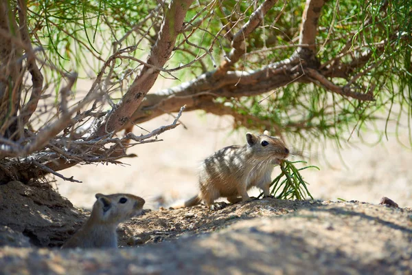 O grande gerbil (Rhombomys opimus ). — Fotografia de Stock