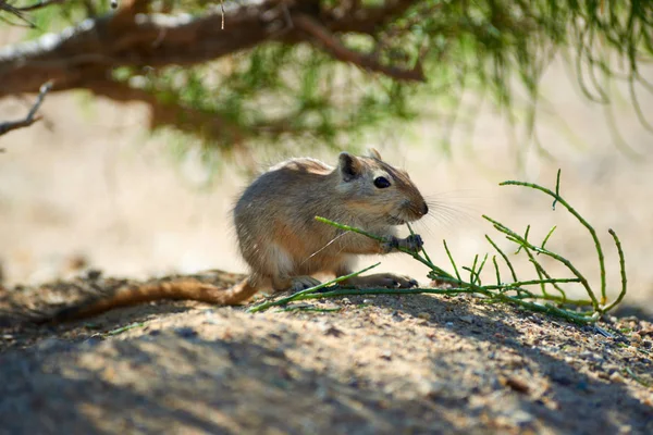 O grande gerbil (Rhombomys opimus ). — Fotografia de Stock