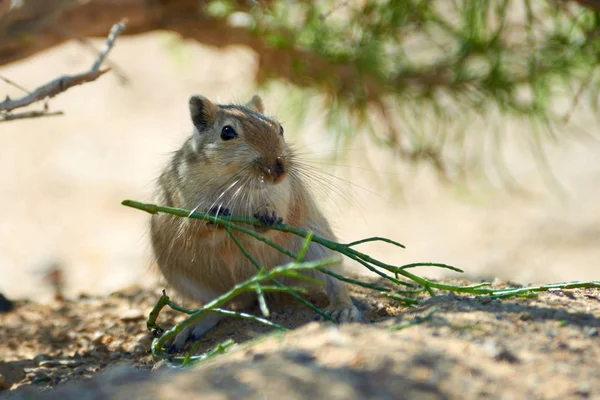 La grande gerbille (Rhombomys opimus ). — Photo