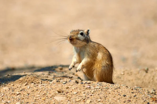 Büyük fare (Rhombomys opimus). — Stok fotoğraf