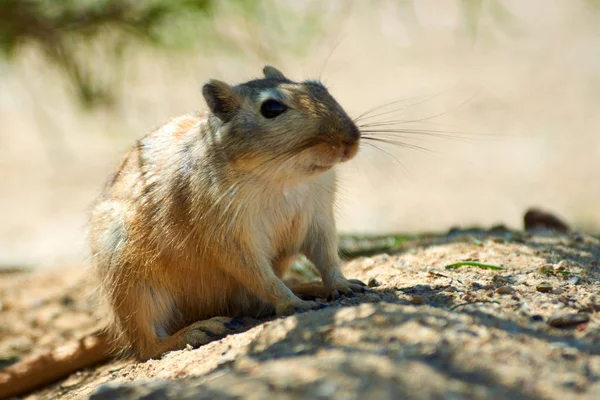 Den fantastiska gerbil (Rhombomys opimus). — Stockfoto