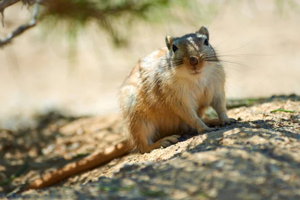 O grande gerbil (Rhombomys opimus ). — Fotografia de Stock