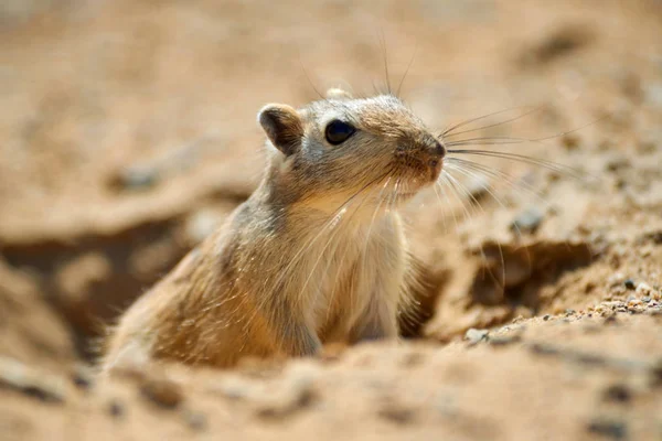 La grande gerbille (Rhombomys opimus ). — Photo