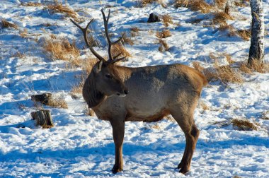 Geyik. Kazakistan, vahşi hayvanlar. 